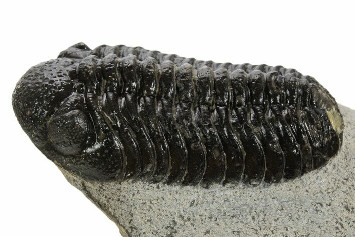 Bargain, Morocops Trilobite - Ofaten, Morocco #340913